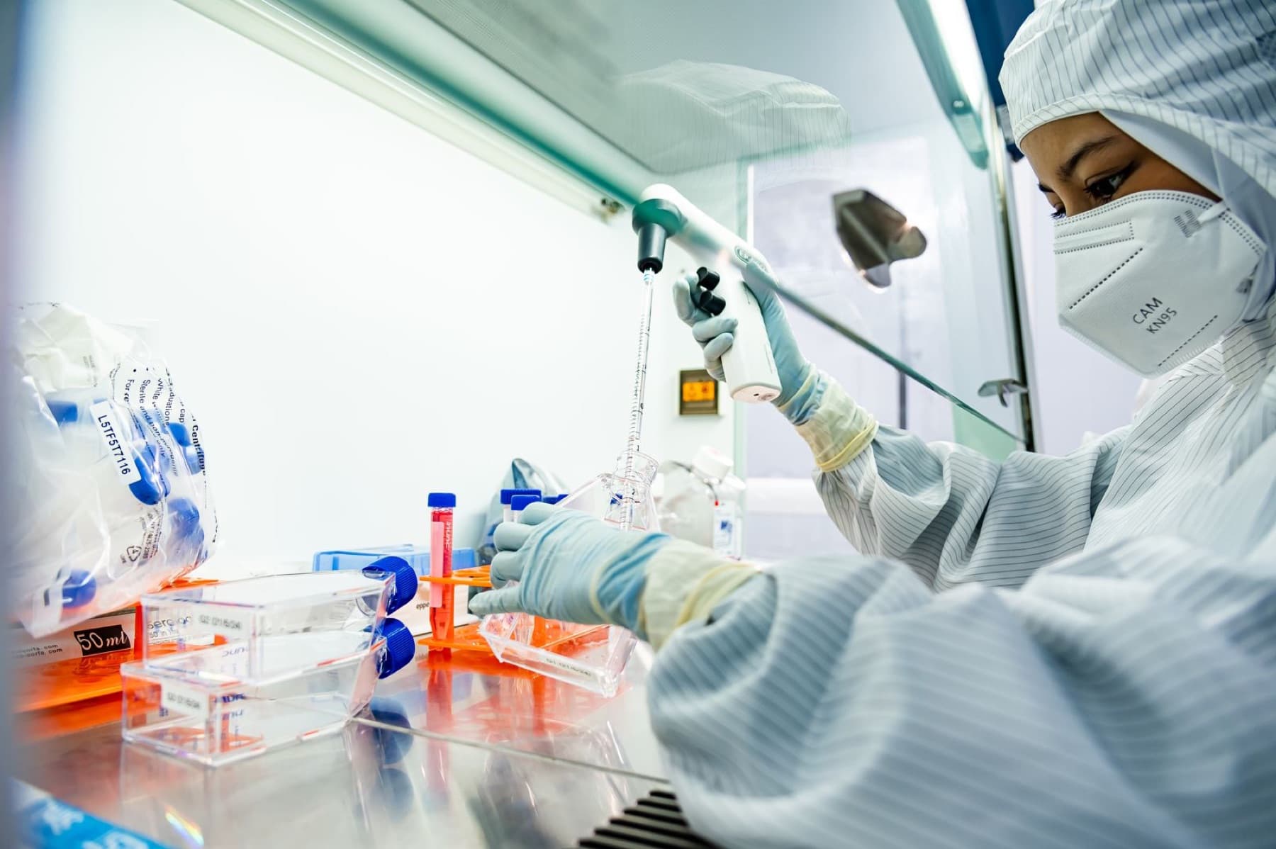 Cell culture work inside a biosafety cabinet